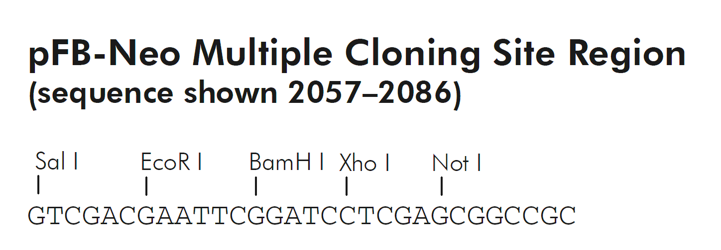 pFB-Neo 多克隆位点 点击看大图 pFB-Neo 多克隆位点